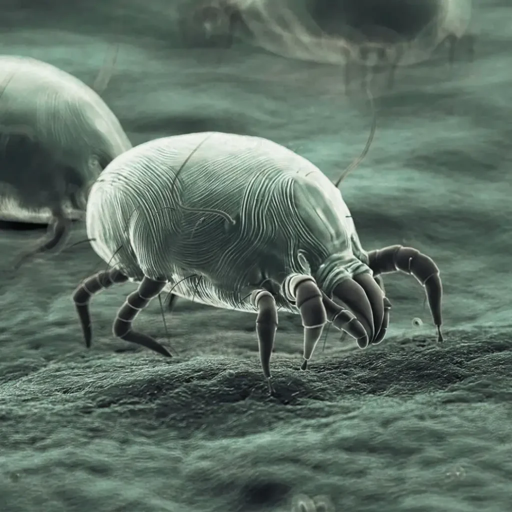 LC Higienização Acaros